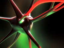 Nerve Synapse